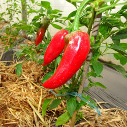 Semences Piments Gorria
