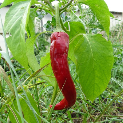 Semences Piments de Cayenne