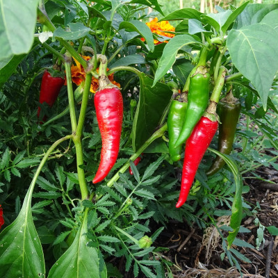 Semences Piments de Cayenne