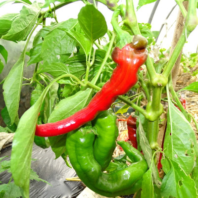 Semences Piment Doux des Landes