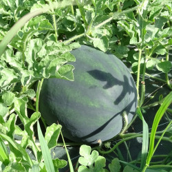 Semences Pastèques Sugar Baby