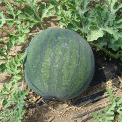 Semences Pastèques Sugar Baby