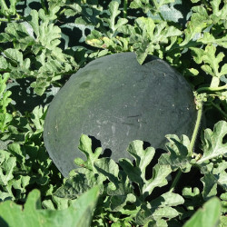 Semences Pastèques Sugar Baby