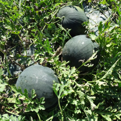 Semences Pastèques Sugar Baby