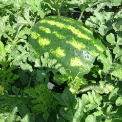 Semences Pastèques Crimson Sweet