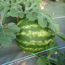 Semences Pastèques Crimson Sweet