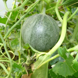 Semences Melon Petit Gris de Rennes