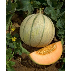 Semences Melon Charentais Précoce du Roc