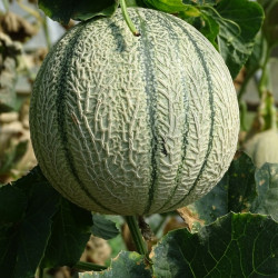 Semences Melon Charentais Précoce du Roc
