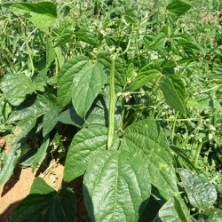 Semences Haricots Vert nain Pongo