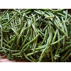 Semences Haricots Vert nain Pongo