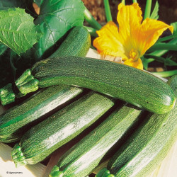 Semences Courgette verte Black Beauty