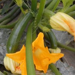 Semences Courgette verte Zuboda