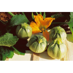 Semences Courgette Ronde de Nice