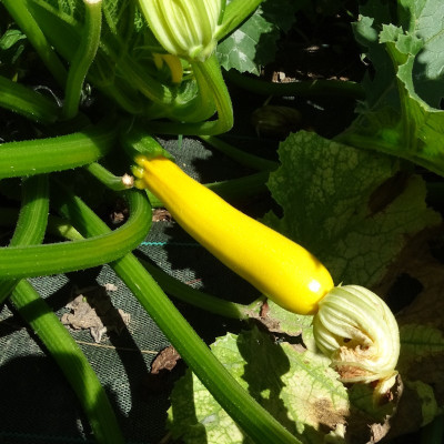 Semences Courgette Jaune de population