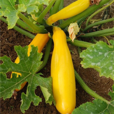 Semences Courgette Jaune de population