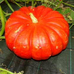 Semences Courges Vif D'Estampes