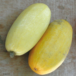 Semences Courges Spaghetti