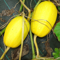 Semences Courges Spaghetti