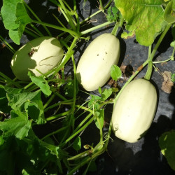 Semences Courges Spaghetti