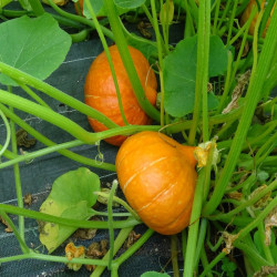 Semences Courges Potimarron