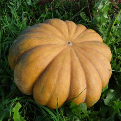 Semences Courges Musquée de Provence