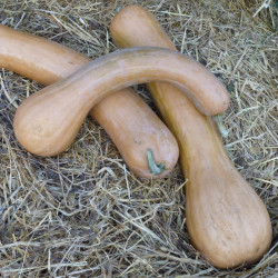 Semences Courges Longue de Nice