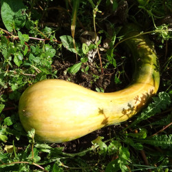 Semences Courges Longue de Nice