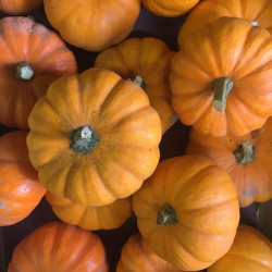 Semences Courges Jack Be Little