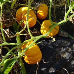 Semences Courges Jack Be Little