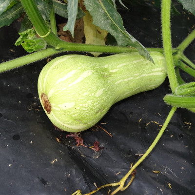 Semences Courges Butternut