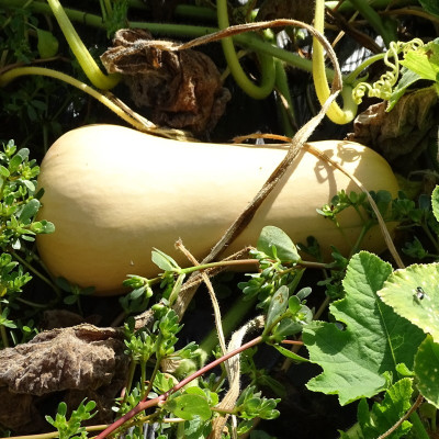 Semences Courges Butternut