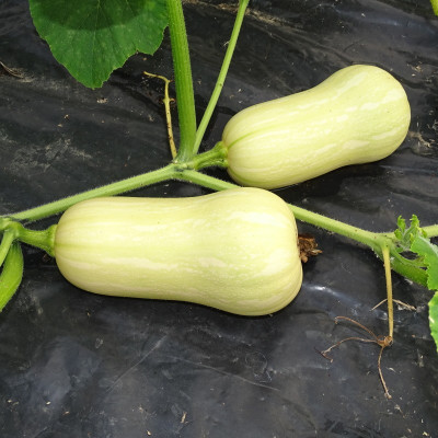 Semences Courges Butternut