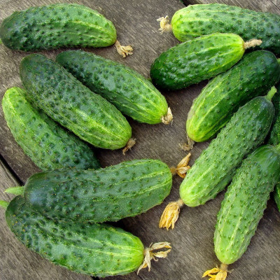 Semences Cornichons Vert Petit de Paris