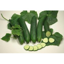 Semences Concombres Tanja