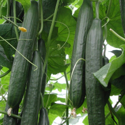 Semences Concombres Tanja