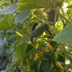 Semences Concombres Markermore