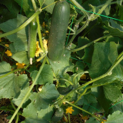 Semences Concombres Markermore