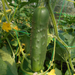 Semences Concombres Markermore