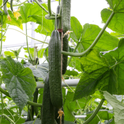 Semences Concombres Rollinson's Télégraph