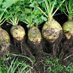 Semences Rutabaga Wilhelmsburger