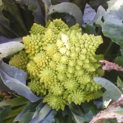 Semences Choux Romanesco Bossaroma