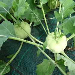 Semences Choux Rave blanc Noriko