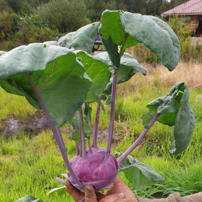 Semences Choux Rave Azur Star