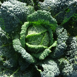 Semences Choux Milan de Port Neuf