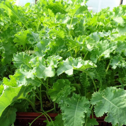 Semences Choux Kale vert Halbhoher