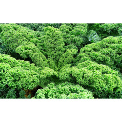 Semences Choux Kale vert Halbhoher
