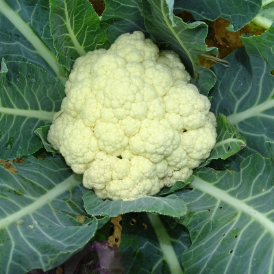 Semences Choux Fleur Odysseus