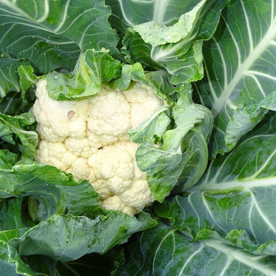 Semences Choux Fleur Odysseus