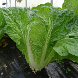 Semences Choux Chinois Pé Tsai Atsuko